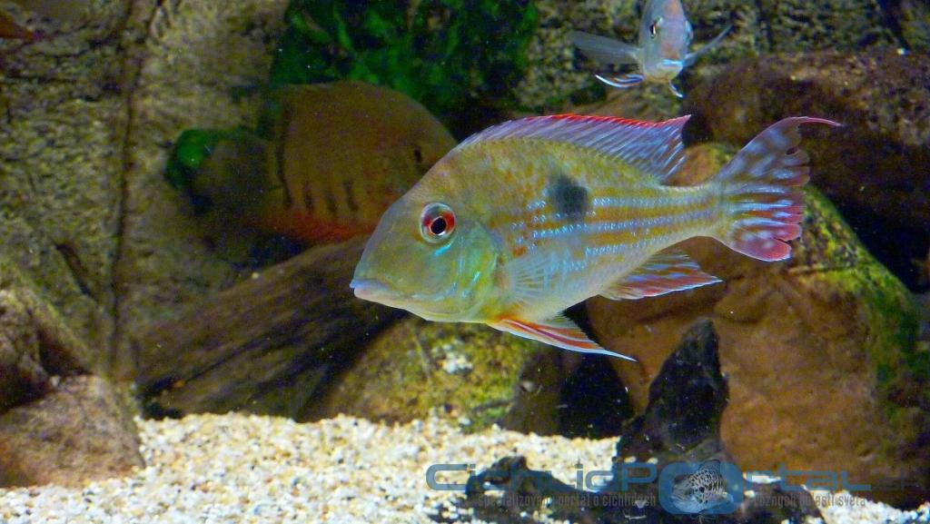 Geophagus megasema