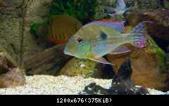Geophagus megasema