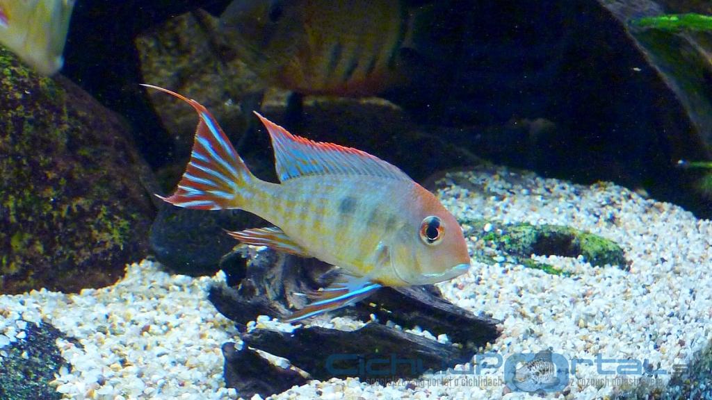 Geophagus sp. Tapajos - Red Head male