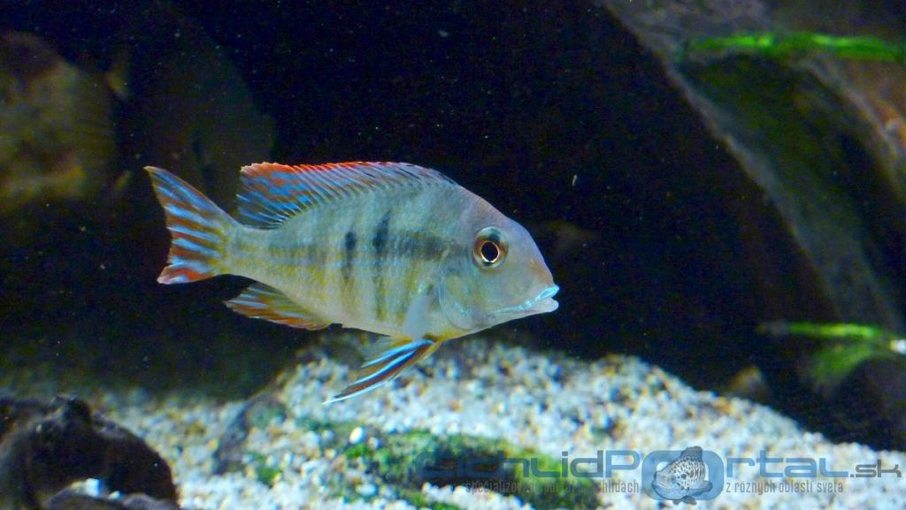 Geophagus sp. Tapajos - Red Head female