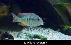 Geophagus sp. Tapajos - Red Head female