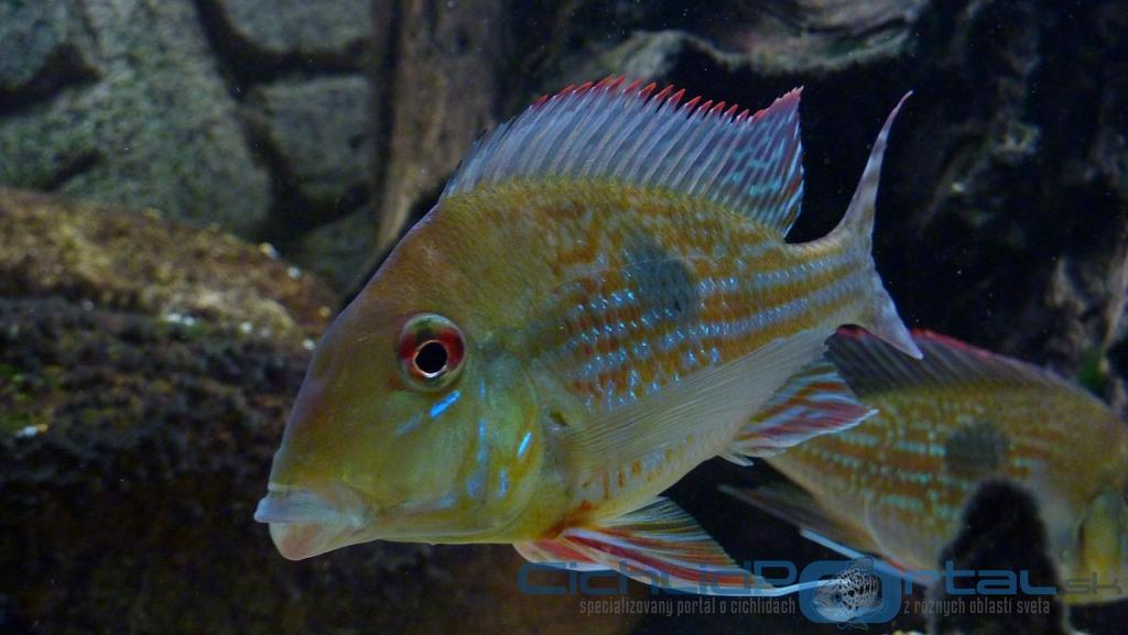 Geophagus megasema