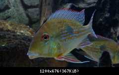 Geophagus megasema