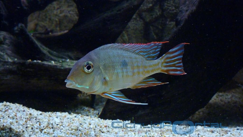 Geophagus Red head