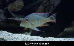 Geophagus Red head