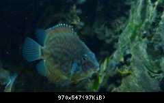Uaru amphiacanthoides