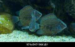 Uaru amphiacanthoides