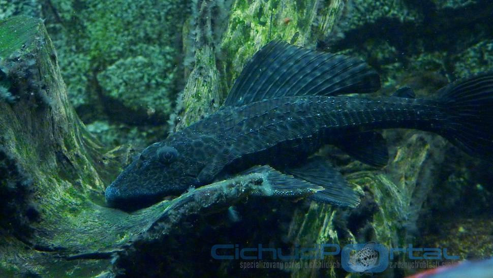 Hypostomus plecostomus