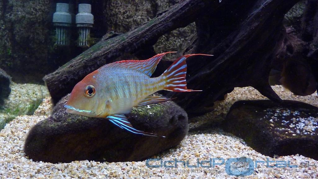 Geophagus Red head