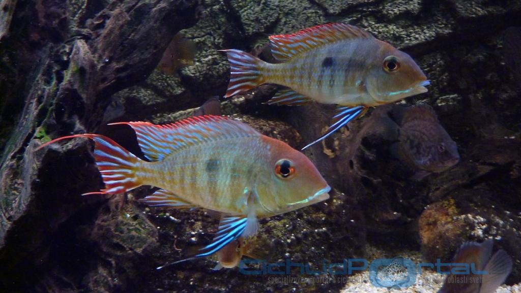 Geophagus Red head