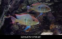 Geophagus Red head