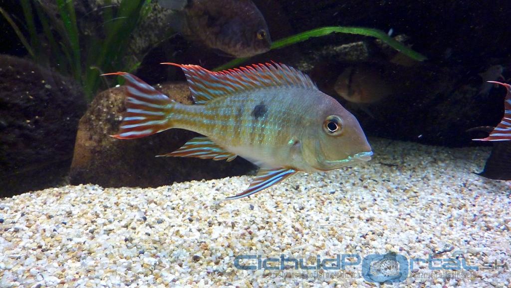 Geophagus Red head