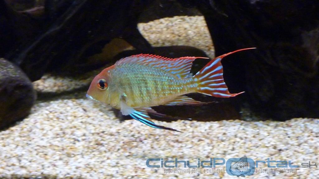 Geophagus Red head