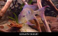 Geophagus megasema