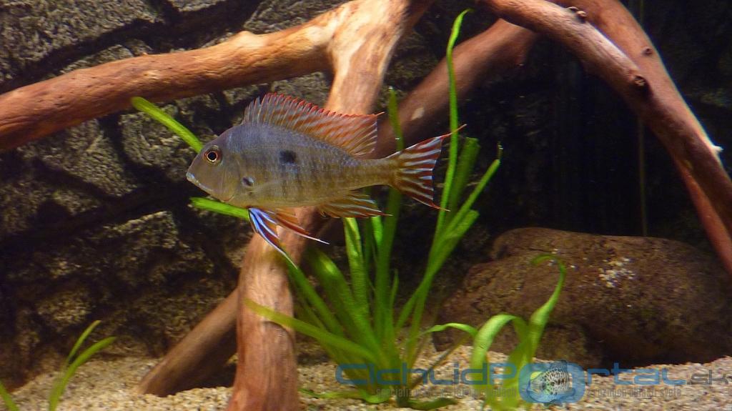 Geophagus Red head