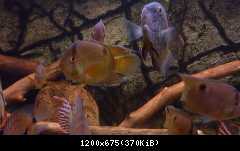 Aequidens maronii