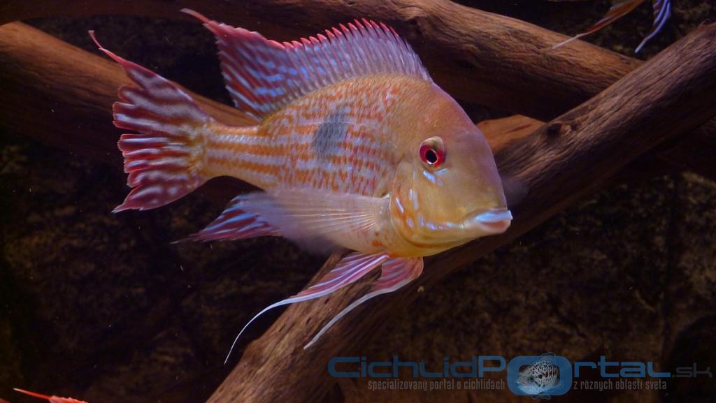 Geophagus megasema