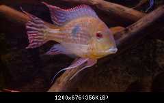 Geophagus megasema