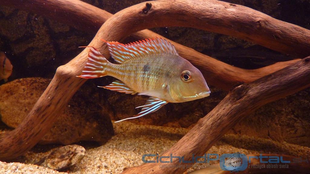 Geophagus Red head