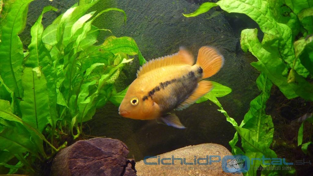 Herotilapia multispinosa male