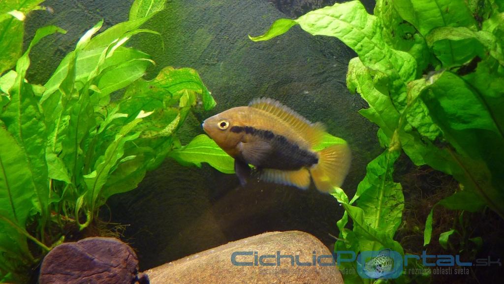 Herotilapia multispinosa female