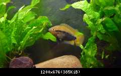 Herotilapia multispinosa female