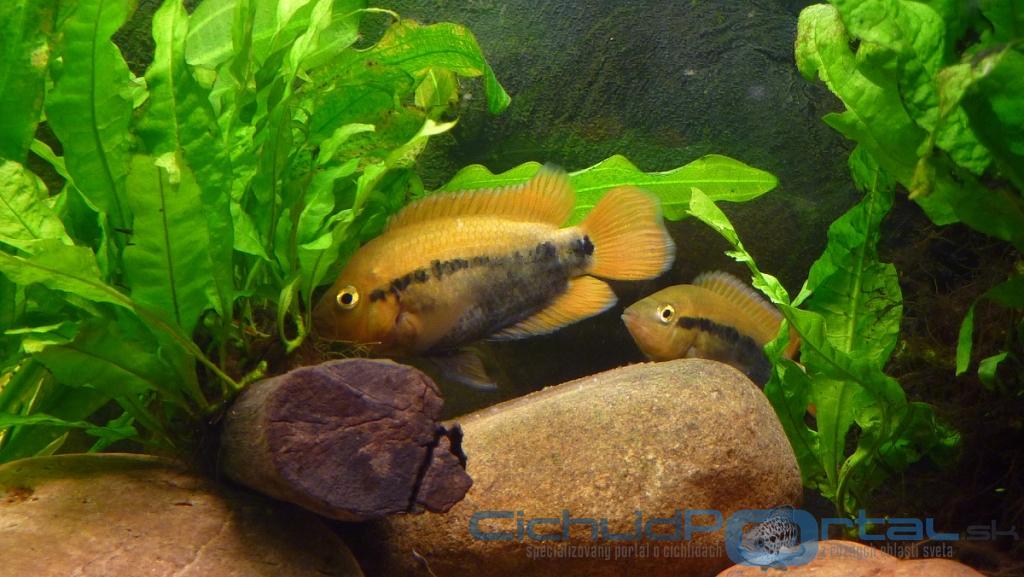 Herotilapia multispinosa pár