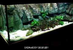 DSC06184a