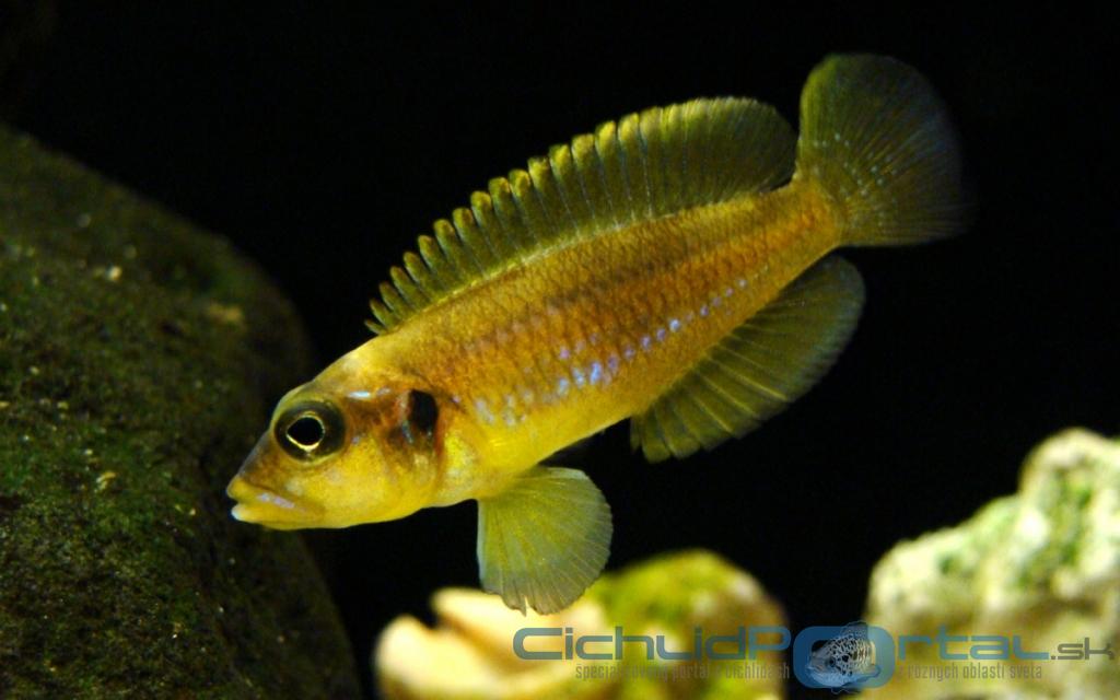 lamprologus ocellatus gold