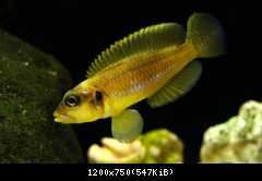 lamprologus ocellatus gold