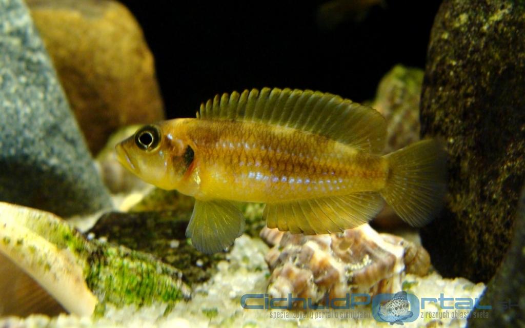 lamprologus ocellatus gold