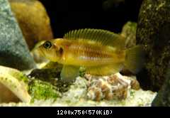 lamprologus ocellatus gold