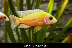 firefish1