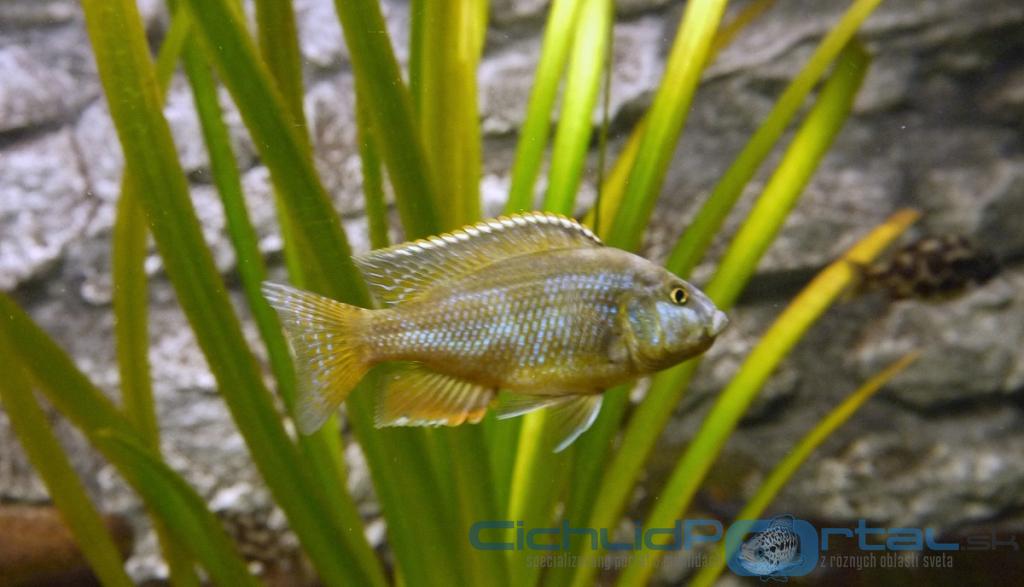 nimbochromis livingstonii male