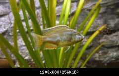 nimbochromis livingstonii male