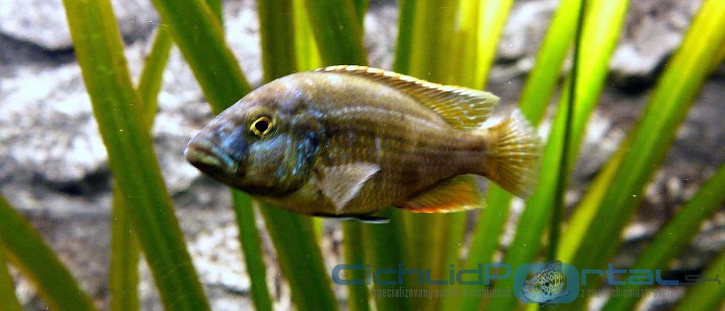 Nimbochromis