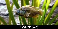 Nimbochromis