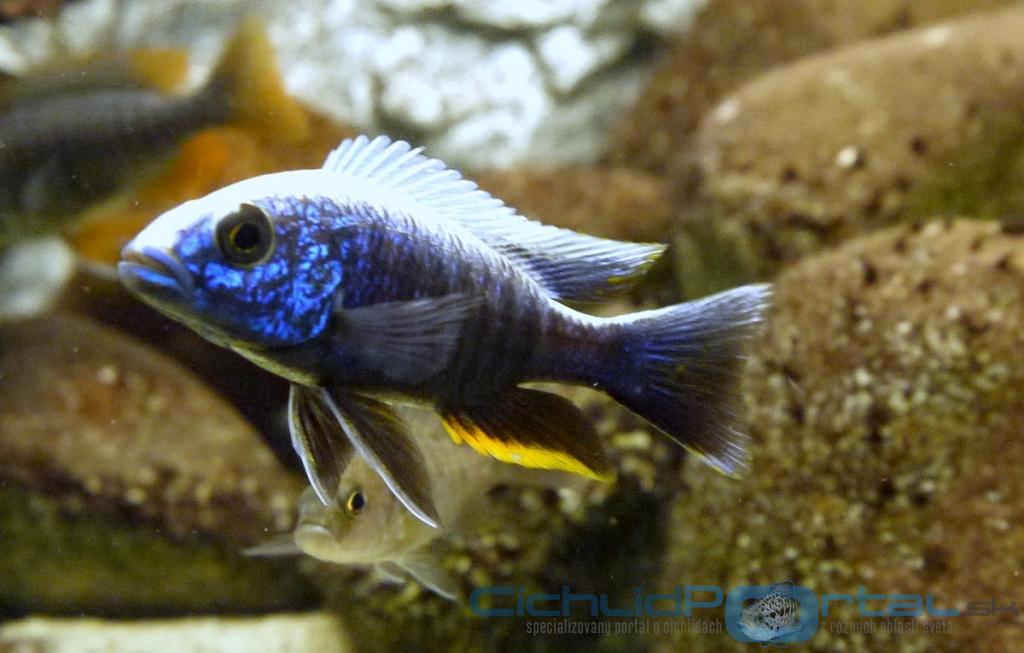 scianochromis male