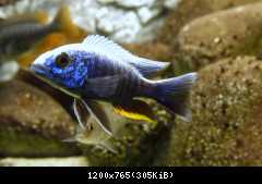 scianochromis male