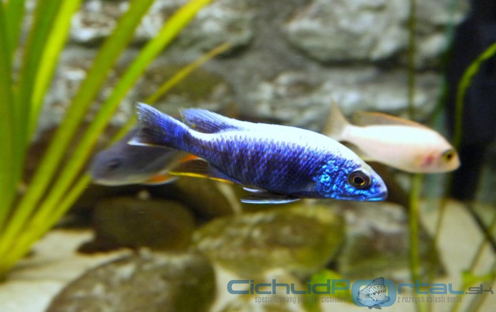 scianochromis young