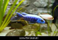 scianochromis young