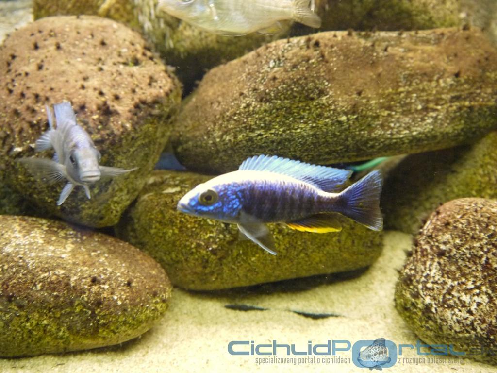 scianochromis