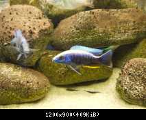 scianochromis