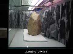 Tanganyika - založenie