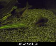 121101 corydoras