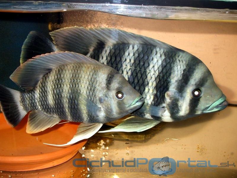 tilapia buttikoferi