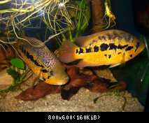 parachromis loisellei