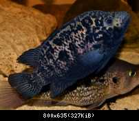 tetracanthus samica