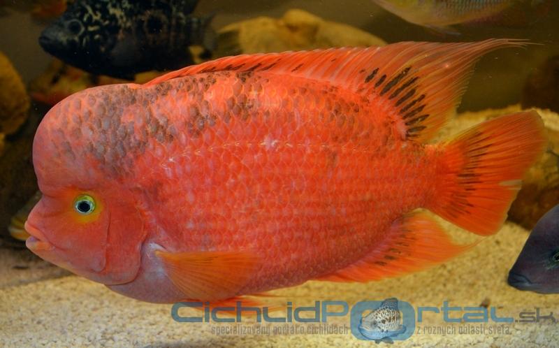 flowerhorn