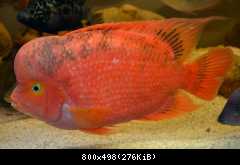 flowerhorn